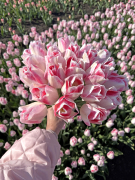 FAM_Flower_Farm_IMG_0221-AA-Sylvias-wonder-high