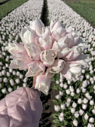 FAM_Flower_Farm_IMG_0282-AA-Diamond-Love-high