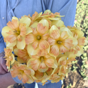 FAM_Flower_Farm_IMG_0783-AA-Peachy-Dream-high