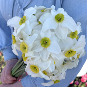 FAM_Flower_Farm_IMG_0855-AA-Sinopel-high
