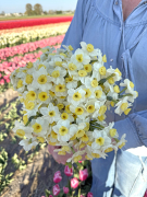 FAM_Flower_Farm_IMG_0883-AA-Avalanche-high