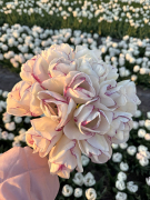 FAM_Flower_Farm_IMG_1284-AA-Festo-high
