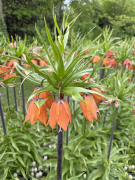 FAM_Flower_Farm_IMG_7125-AA-Fritillaria-Aurora-high