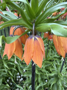 FAM_Flower_Farm_IMG_7127-AA-Fritillaria-Aurora-Imperialis