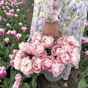 FAM_Flower_Farm_IMG_7379-AA-Double-Princess-Dream-high
