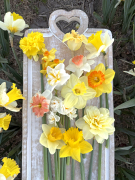 FAM_Flower_Farm_IMG_8075-AA-Narcissen-gemengd-plank-high