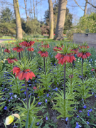 FAM_Flower_Farm_IMG_8239-AA-Fritillaria-Rubra-high