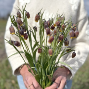 FAM_Flower_Farm_IMG_8696-AA-Fritillaria-Uva-Vulpis-high