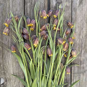 FAM_Flower_Farm_IMG_8706-AA-Uva-Vulpis-high-plank-vierkant