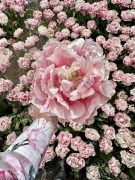 FAM_Flower_Farm_IMG_E7830-AA-Tulip-Double-Princess-dream-High