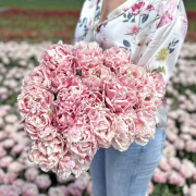FAM_Flower_Farm_IMG_E9131-AA-Tulip-light-pink-high