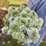 FAM_Flower_Farm_Ranunkeln-Cloni-Pon-Pon-Iglo®
