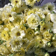 FAM_Flower_Farm_Ranunkeln-Natura-Moderna-Lime-1