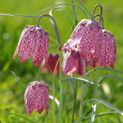 FAM_Fritillaria-Meleagris-25x