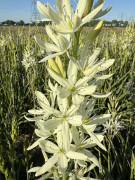 FAM_IMG_9611-AA-Camassia-wit-high