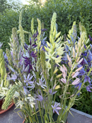 FAM_IMG_9630-AA-Camassia-alle-kleuren-high