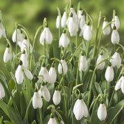 FAM_Websize_only_Snowdrops-Mount-Everest