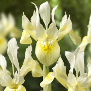 Websize_only_FAM_Iris-Katharine-Gold-10-st.
