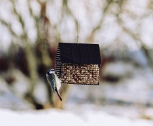 Wildlife_Garden_WG345_PeanutsFeeder_BlackCottage_env2_HighRes