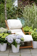 Hydrangeaworld.com_2021_Urban-Gardening-1b