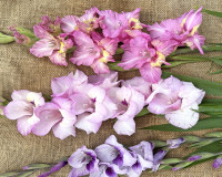 FAM Gladiolenzwiebeln 2025