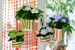 hydrangea hortensia kamerplant kamerhortensia house plant 2024 hangend tassen bags hanging stripes strepen Shoot mei 2023 tbv 2024