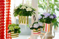 hydrangea hortensia kamerplant kamerhortensia house plant 2024 hangend tassen bags hanging stripes strepen Shoot mei 2023 tbv 2024