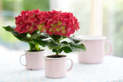 hydrangea hortensia kamerplant kamerhortensia house plant 2024 cup kopje Shoot mei 2023 tbv 2024