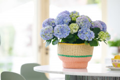 hydrangea hortensia kamerplant kamerhortensia house plant 2024 basket mand tafel table Shoot mei 2023 tbv 2024