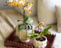 ORCHIDS INFO News Herbst 2026