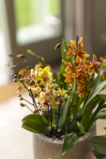 ORCHIDS-INFO_LENTE-HERFSTSHOOT26-13