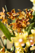 ORCHIDS-INFO_LENTE-HERFSTSHOOT26-18