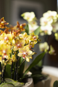 ORCHIDS-INFO_LENTE-HERFSTSHOOT26-19