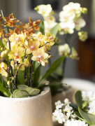 ORCHIDS-INFO_LENTE-HERFSTSHOOT26-20