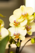 ORCHIDS-INFO_LENTE-HERFSTSHOOT26-24