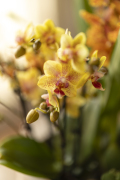 ORCHIDS-INFO_LENTE-HERFSTSHOOT26-25