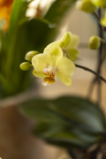 ORCHIDS-INFO_LENTE-HERFSTSHOOT26-28