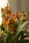 ORCHIDS-INFO_LENTE-HERFSTSHOOT26-30