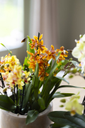 ORCHIDS-INFO_LENTE-HERFSTSHOOT26-34