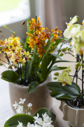 ORCHIDS-INFO_LENTE-HERFSTSHOOT26-35