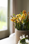 ORCHIDS-INFO_LENTE-HERFSTSHOOT26-36