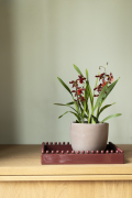 ORCHIDS-INFO_LENTE-HERFSTSHOOT26-4
