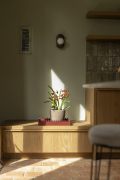 ORCHIDS-INFO_LENTE-HERFSTSHOOT26-44