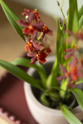 ORCHIDS-INFO_LENTE-HERFSTSHOOT26-45
