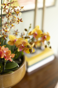 ORCHIDS-INFO_LENTE-HERFSTSHOOT26-50
