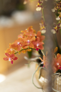 ORCHIDS-INFO_LENTE-HERFSTSHOOT26-58