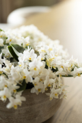 ORCHIDS-INFO_LENTE-HERFSTSHOOT26-65