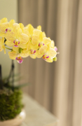 ORCHIDS-INFO_LENTE-HERFSTSHOOT26-68