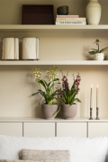 ORCHIDS-INFO_LENTE-HERFSTSHOOT26-75