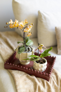 ORCHIDS-INFO_LENTE-HERFSTSHOOT26-87
